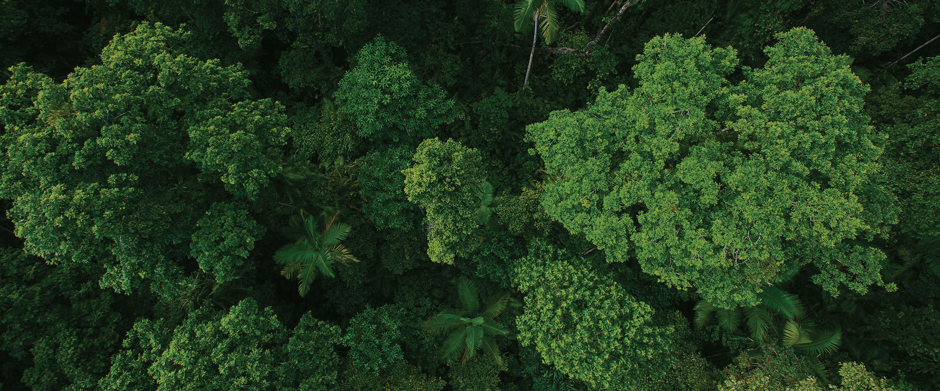 Aerial Intell | Tech for Trees